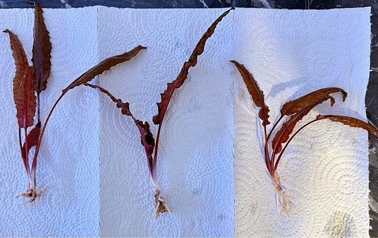 Cryptocoryne Wendtii Brown