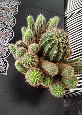 Koyu Kahverengi Saksıda Kaktüs Bitkisi - Görsel 2