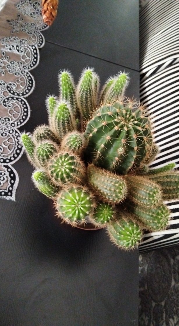 Koyu Kahverengi Saksıda Kaktüs Bitkisi - Görsel 2