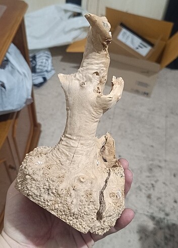 Beden Akvaryum kök