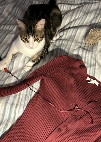 xs Beden gri Renk Bordo hırka