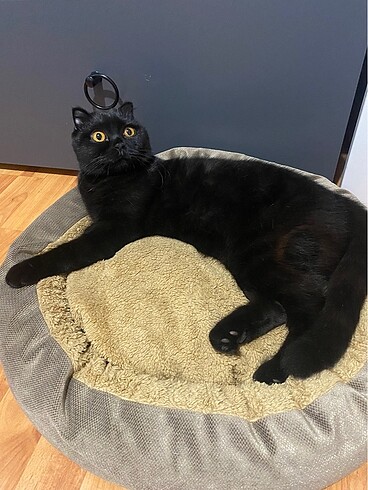 Kedi Yatağı