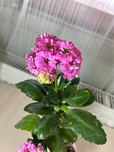 Pembe Katmerli Kalanşo