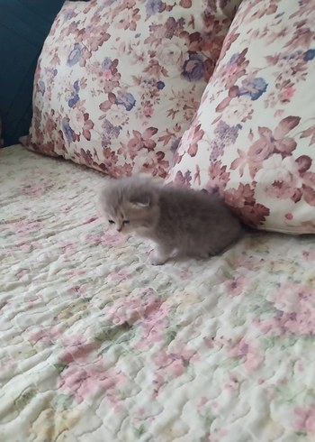 yavru kedi - Görsel 2