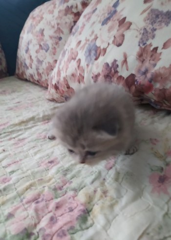 yavru kedi - Görsel 5