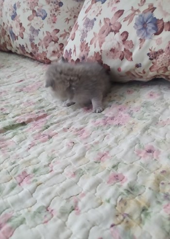 yavru kedi - Görsel 3