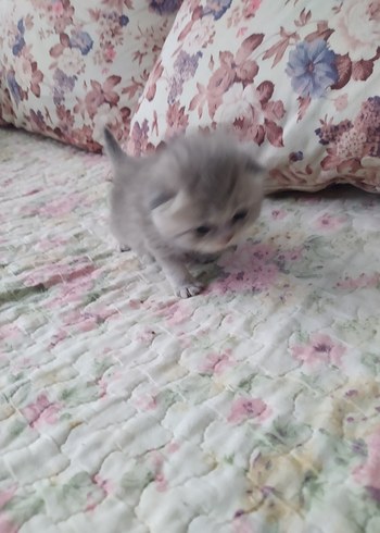 yavru kedi - Görsel 4