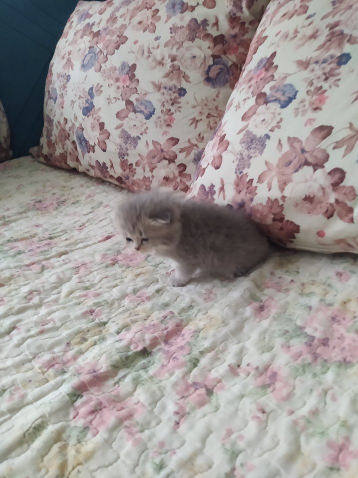 yavru kedi - Görsel 2