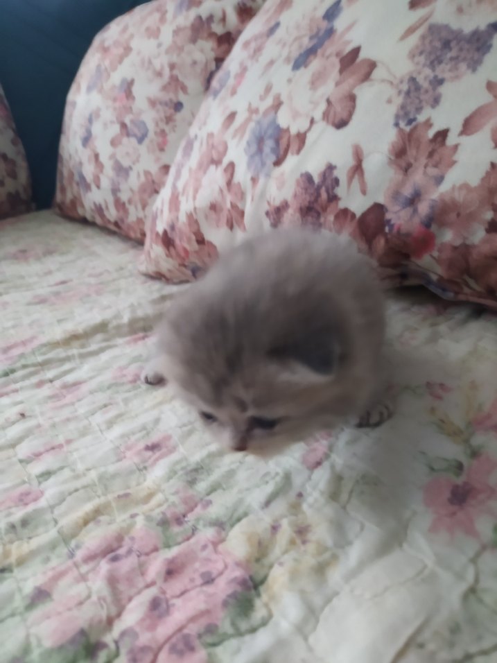 yavru kedi - Görsel 5