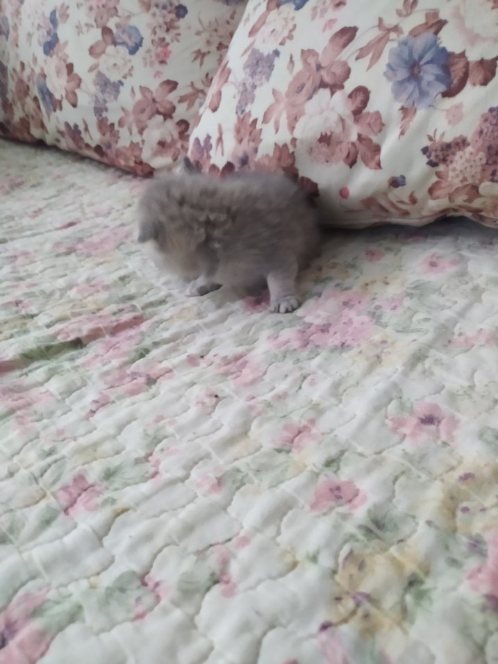 yavru kedi - Görsel 3