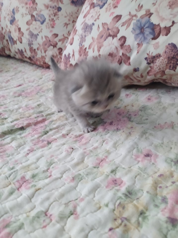 yavru kedi - Görsel 4