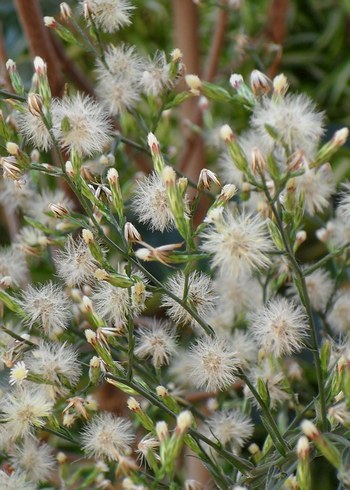 Samsung IT100 12.2MP 5x Vintage Fotoğraf Makinesı. - Görsel 11