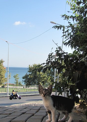 Canon PowerShot SX120 Fotoğraf Makinesı - Görsel 10