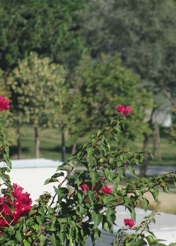 Canon PowerShot SX120 Fotoğraf Makinesı - Görsel 9