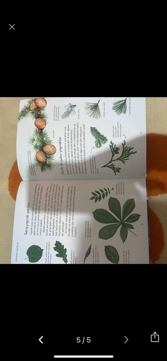 Doğa: Ağaçlar TÜBİTAK Bilgi Kitabı - Görsel 4