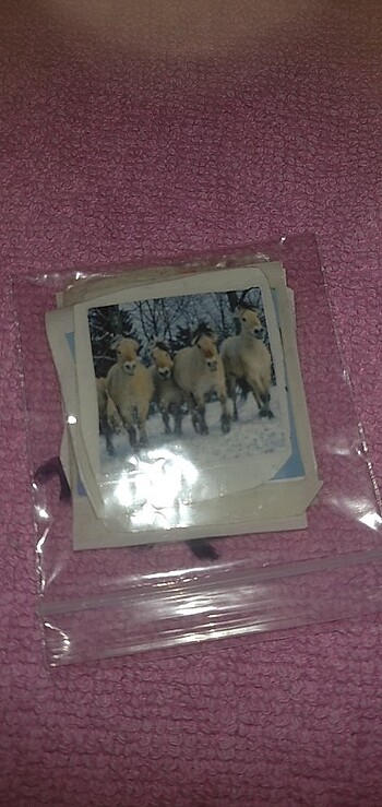 Atlı sticker 10 lu