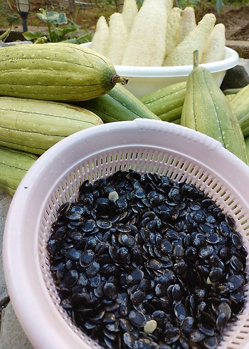 lif kabağı tohumu 50 adet 85 tl - Görsel 2