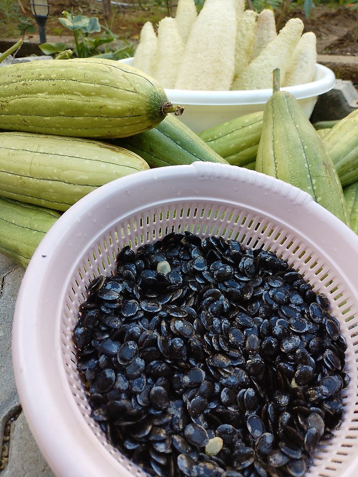 lif kabağı tohumu 50 adet 85 tl - Görsel 2