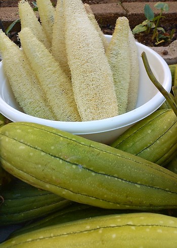 Beyaz Doğal Banyo Süngeri âdet fiyatı 85tl - Görsel 2