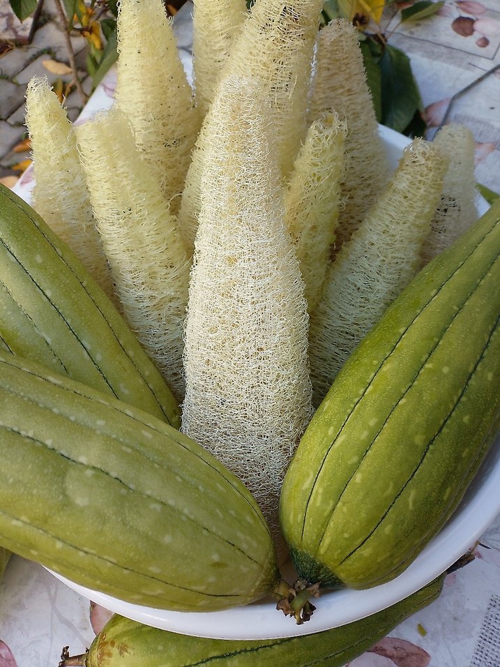 Beyaz Doğal Banyo Süngeri âdet fiyatı 85tl - Görsel 3