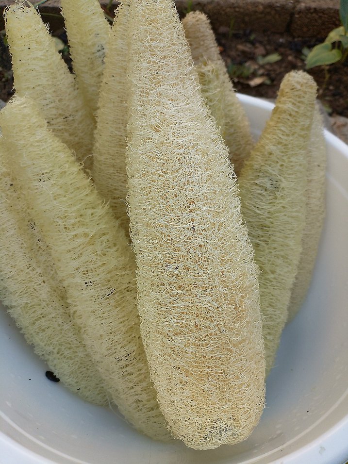 Beyaz Doğal Banyo Süngeri âdet fiyatı 85tl - Görsel 4