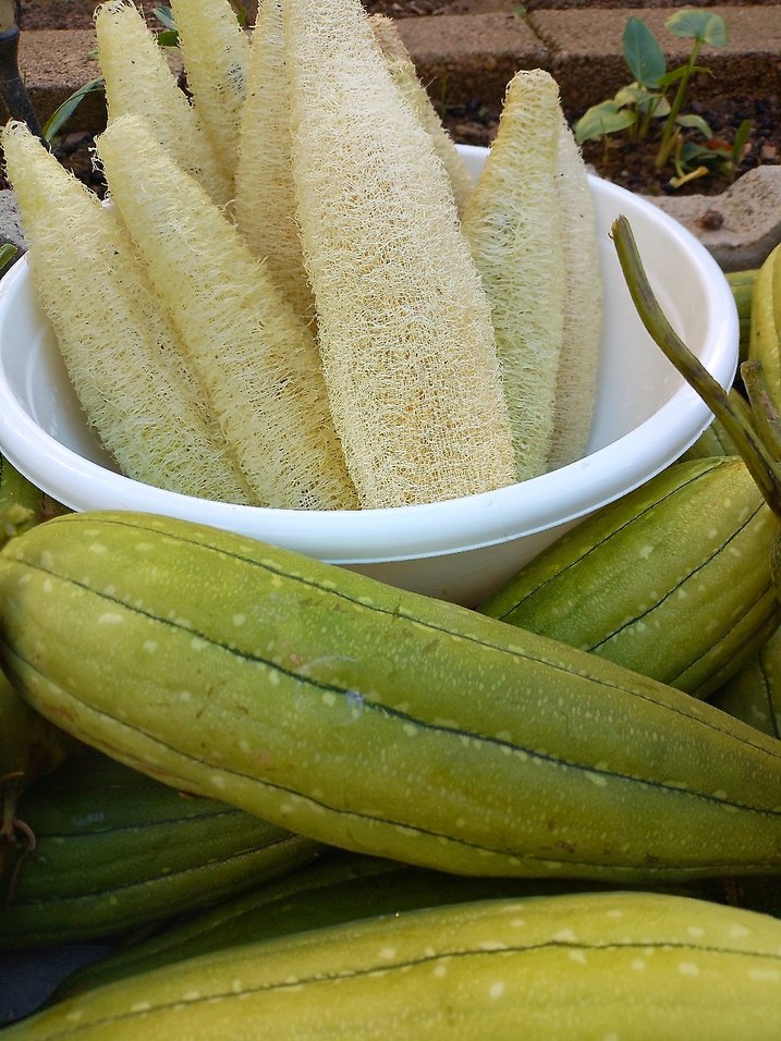 Beyaz Doğal Banyo Süngeri âdet fiyatı 85tl - Görsel 2