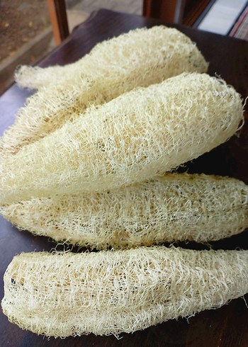 Doğal Beyaz Banyo Süngeri 20 cm âdet fiyatı - Görsel 4