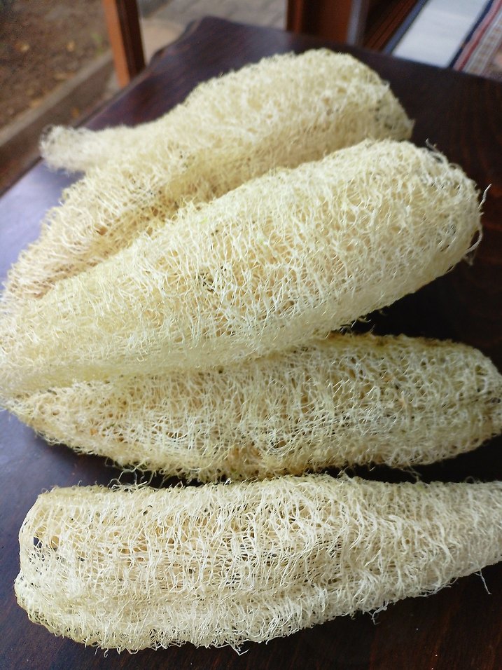 Doğal Beyaz Banyo Süngeri 20 cm âdet fiyatı - Görsel 4