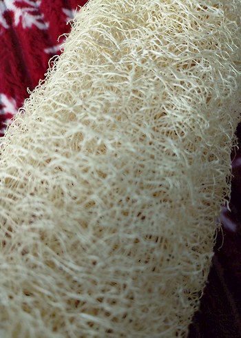 Sarı Doğal Duş Süngeri adet fiyatı 85tl 28cm - Görsel 3