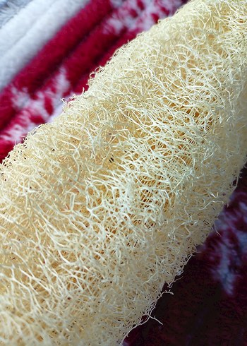 Sarı Doğal Duş Süngeri adet fiyatı 85tl 28cm - Görsel 6