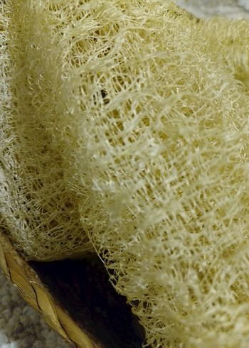 Bej Banyo Lif Süngeri organik kabak lifi adet fiyatı 55tl - Görsel 3