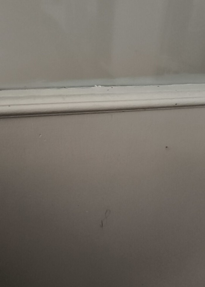 Kot kız ceket - Görsel 2