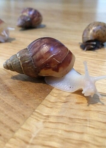 Dev Afrika Salyangozu (Achanita Fulica) Genç 
