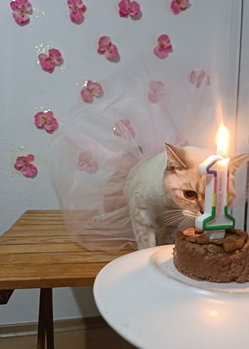  Beden Renk toz pembe kedi tütüsü,eteği