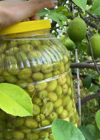 Renkli Haki Gıda Saklama Kabı