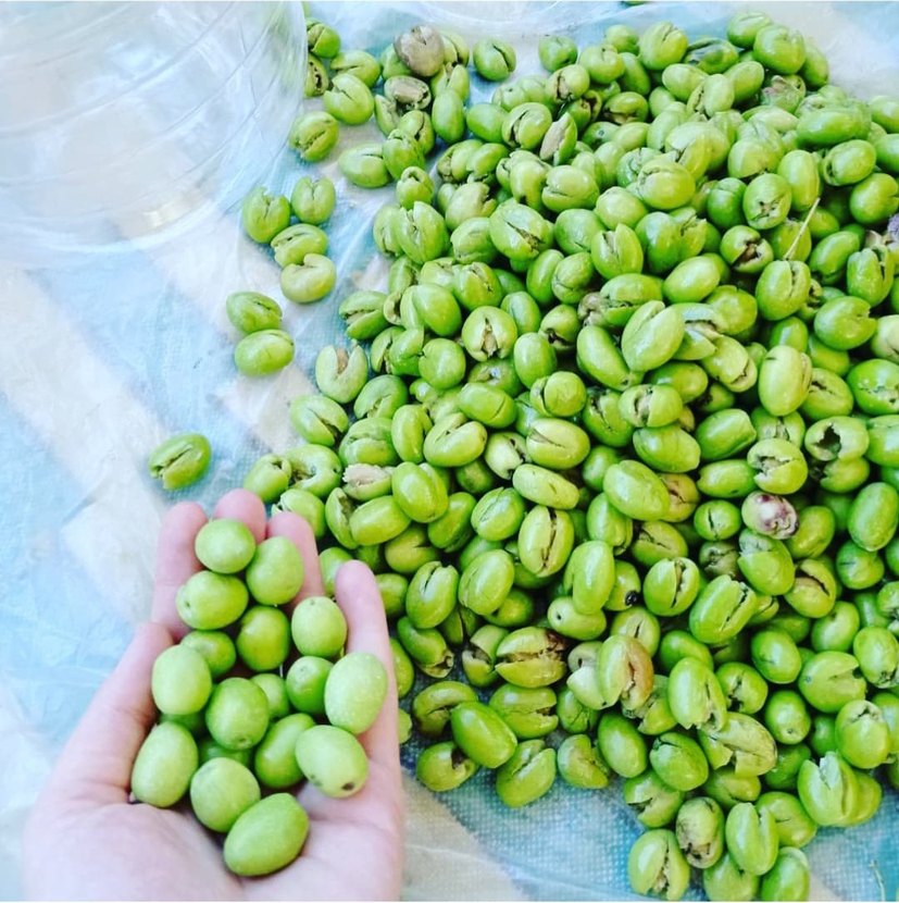 Renkli Haki Gıda Saklama Kabı - Görsel 2