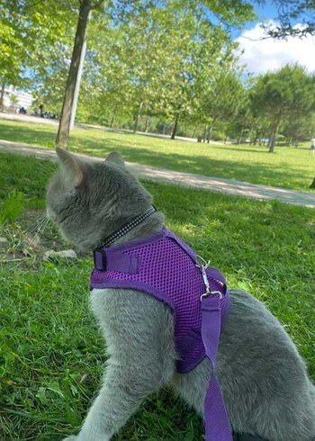 Mor Kedi Göğüs Tasması ve Gezdirme Kayışı