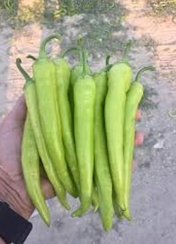  Atalık tatlı biber tohumu