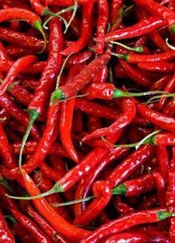  Beden Atalık acı biber tohumu 