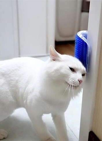  Beden Renk Pratik Kedi Tüyü Kaşıma Ve Tarama Aparatı Duvara Monte Kaşıma Al