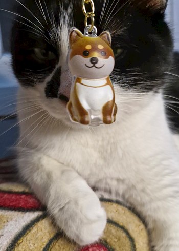 DOSTUNUZUN TÜYLERİNİ YANINIZDAN AYIRMAYIN - Görsel 2