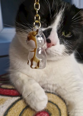 DOSTUNUZUN TÜYLERİNİ YANINIZDAN AYIRMAYIN - Görsel 3