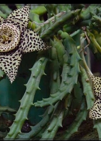 Balkon salon  saksıda yıldız çiçeği  - Görsel 5