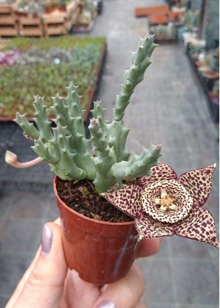 Balkon salon  saksıda yıldız çiçeği  - Görsel 4