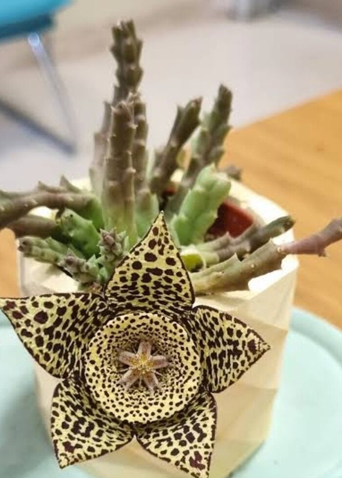 Balkon salon  saksıda yıldız çiçeği  - Görsel 3