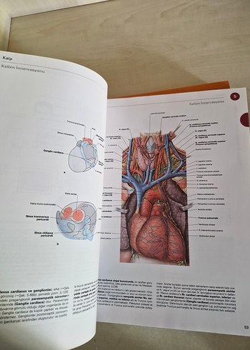 Sobotta İnsan Anatomisi Atlası (3 Cilt Takım +Ek Kitap) - Görsel 9