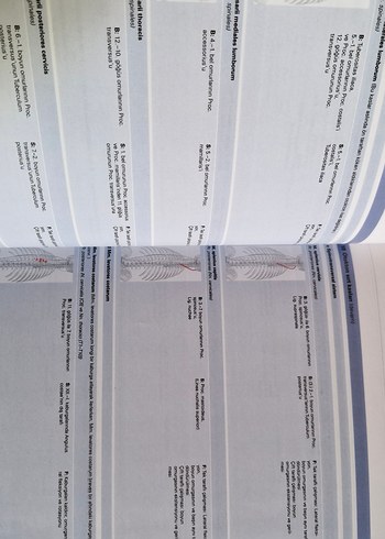 Sobotta İnsan Anatomisi Atlası (3 Cilt Takım +Ek Kitap) - Görsel 12