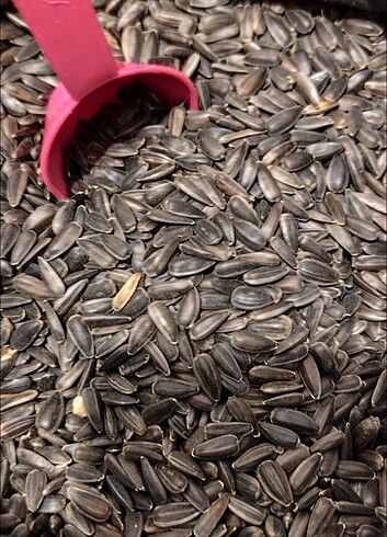 Papağan çekirdeği 2 kilo