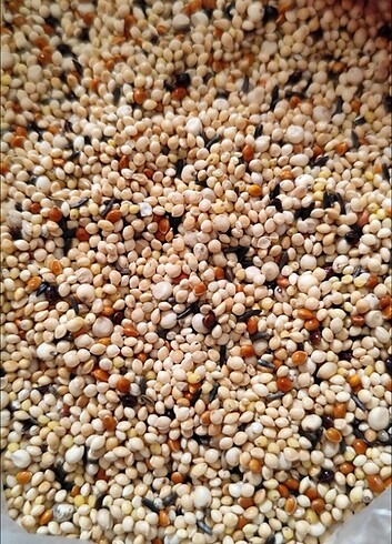  Kuş yemi 1 kilo