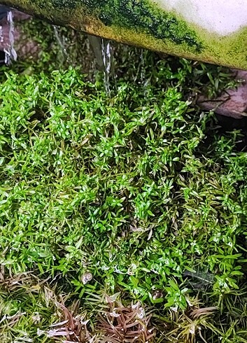 Rotala